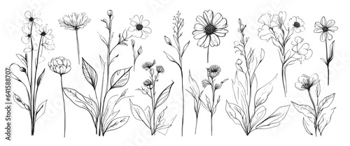 Sketch weeds, herbal, flowers and cereals. Trend elements design. Collection of hand drawn flowers and herbs. Vintage medicinal herbs sketch set ink hand drawn medicinal herbs and plants sketch © Евгений Гончаров