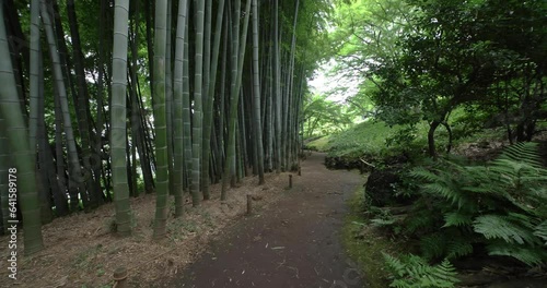 A Bamboo trail at Tonogayato park in Kokubunji Tokyo wide shot panning photo