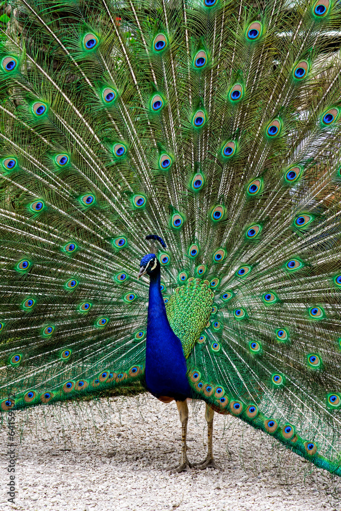 Naklejka premium peacock