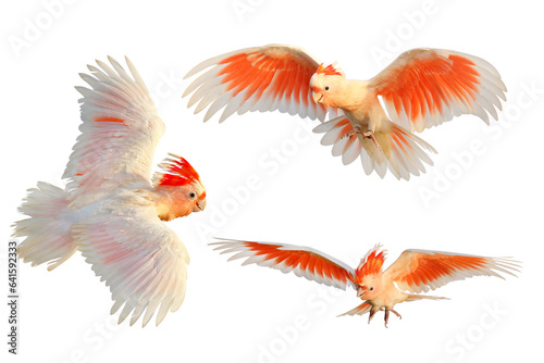 Set of Major Mitchell's Cockatoo flying isolated on transparent background png file