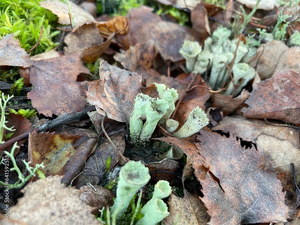 Naklejka premium leaves in snow