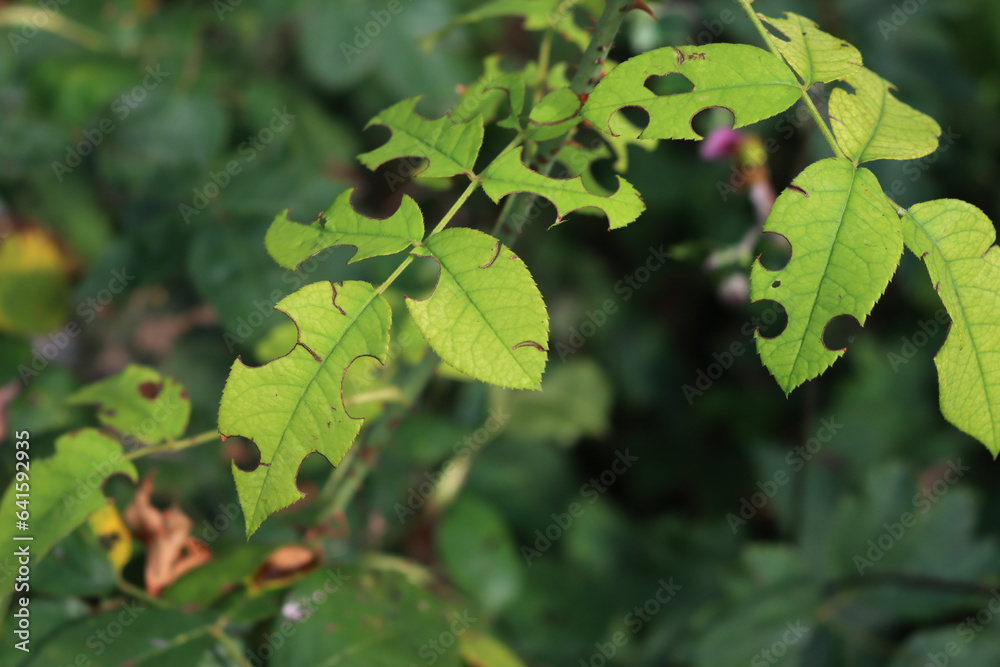 Leaf cutter bee round holes on Rose bush green leaves. Damages of Megachilidae insect Leaf cutter bee round holes on Rose bush green leaves. Damages of Megachilidae insect