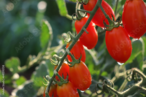 Italian Datterino or Cherry tomatoes with raindrops growing on branches in the vegetable garden   photo