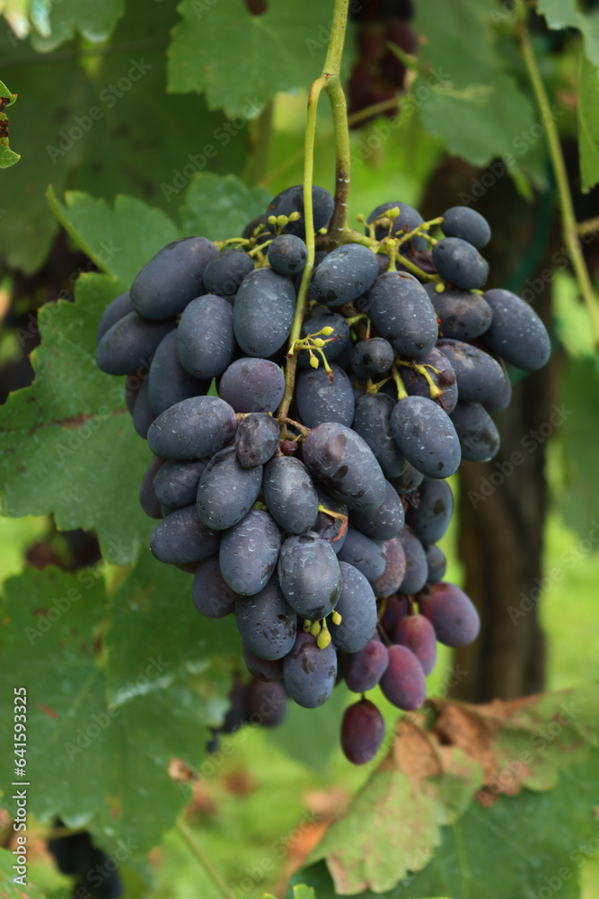 Purple ripe seedless Crimson grapes on branches in the vineyard on late summer