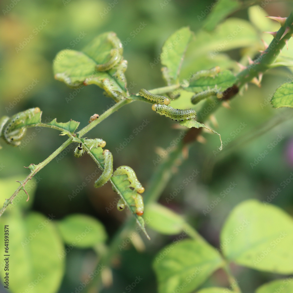 Arge pagana is a sawfly in the family Argidae. Many Arge pagana or