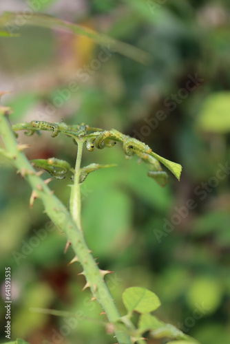 Arge pagana is a sawfly in the family Argidae. Many Arge pagana or  larvae eating rose leaves on summer. Hymenoptera family photo