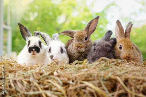 Fototapeta Naklejka Na Ścianę i Meble -  Five small adorable rabbits, baby fluffy rabbits sitting on dry straw,green nature background.bunny pet animal farm concept