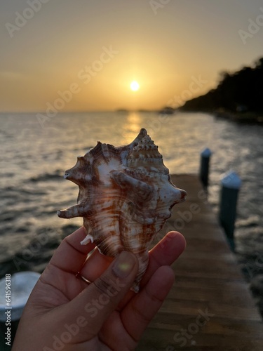 shell on the beach