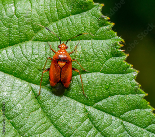 Mirid bug Deraeocoris olivaceus photo