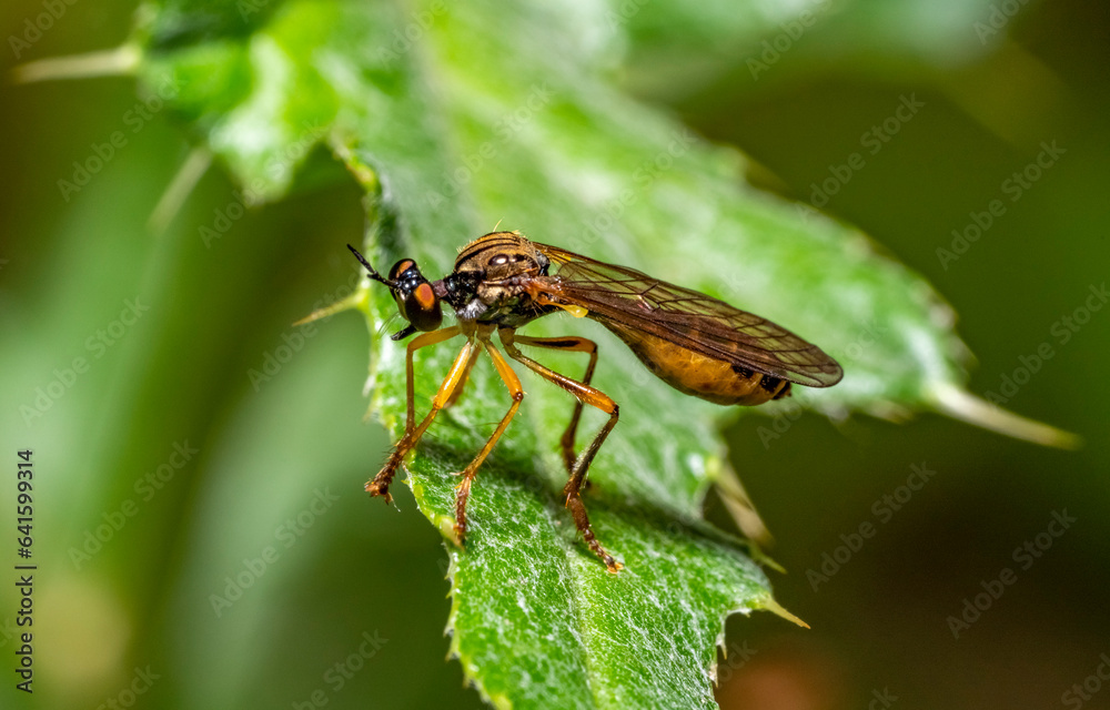 Robber fly Robber fly