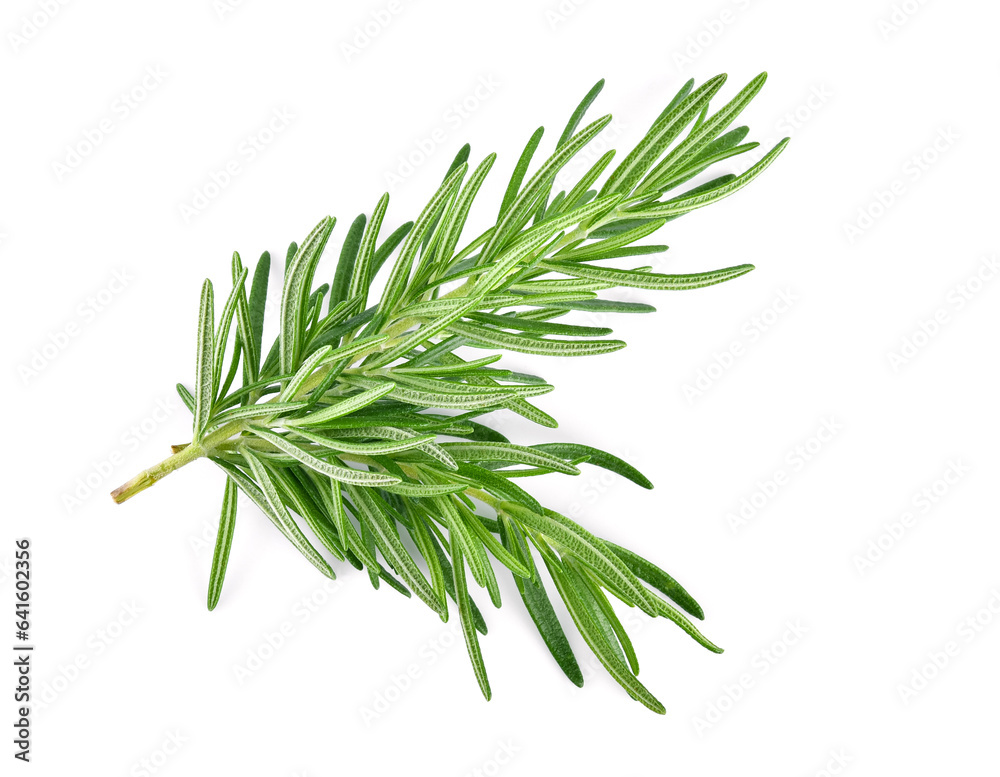 Fototapeta premium Top view. Rosemary isolated on white background