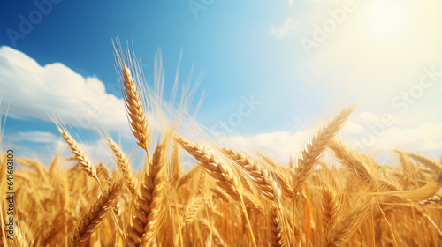 Golden wheat field and sunny day background