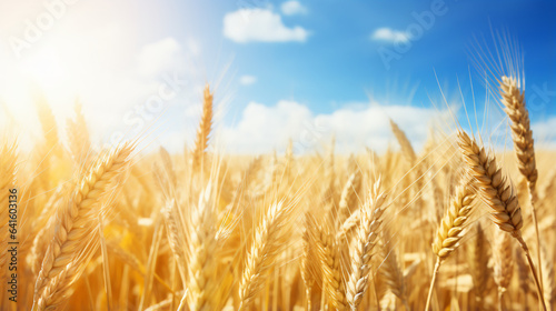 Golden wheat field and sunny day background