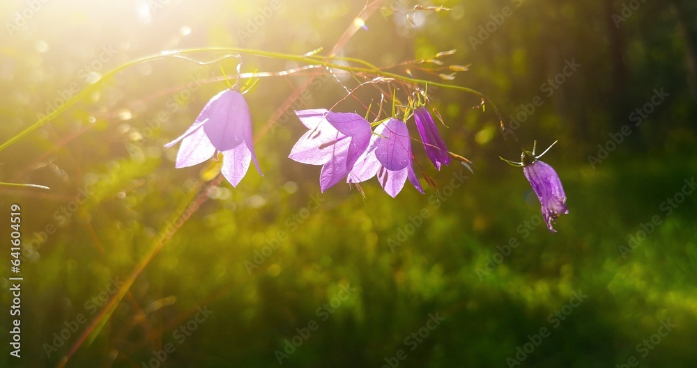 flowers in the meadow
