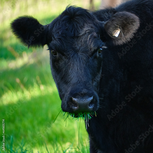 Black Angus Cow chewing on grass