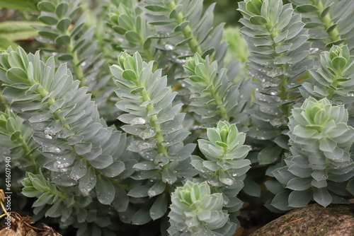 Euphorbia myrsinites Myrtle spurge also known Blue spurge and Broad-leaved glaucous spurge  photo