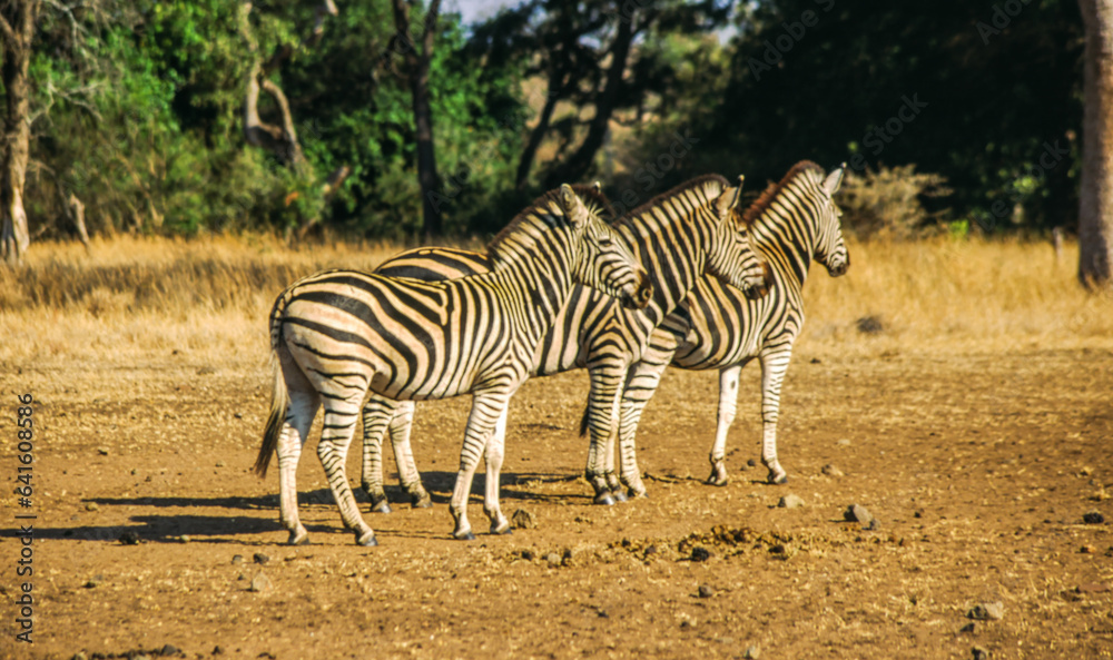 Zebras are easily recognised by their bold black-and-white striping patterns. The coat appears to be white with black stripes, as indicated by the belly and legs when unstriped, but the skin is black. Zebras are easily recognised by their bold black-and-white striping patterns. The coat appears to be white with black stripes, as indicated by the belly and legs when unstriped, but the skin is black.