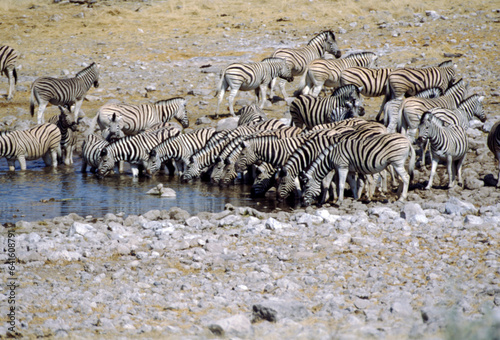 Zebras are easily recognised by their bold black-and-white striping patterns. The coat appears to be white with black stripes  as indicated by the belly and legs when unstriped  but the skin is black.