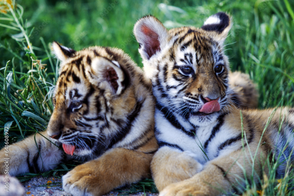 Obraz premium Tiger cubs are born blind and are completely dependent on their mother. Newborn tiger cubs weigh between 1.75 to 3.5 lbs. The tiger cubs' eyes will open sometime between six to twelve days.