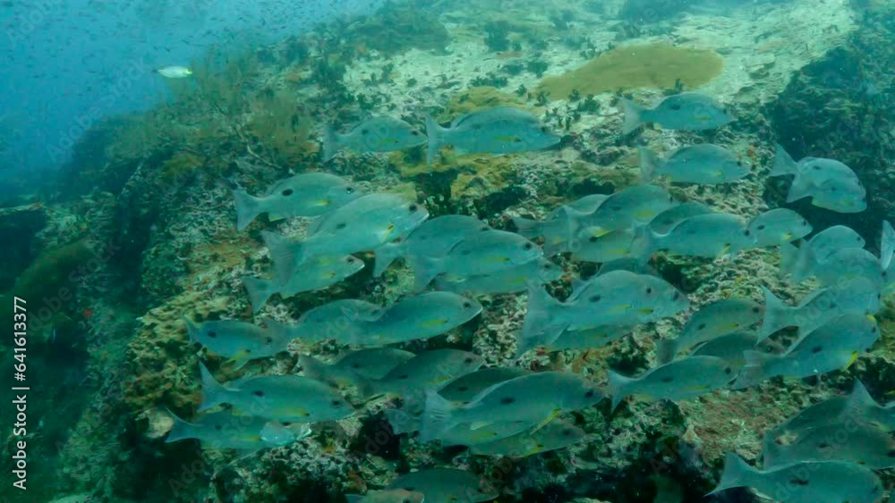 custom made wallpaper toronto digitalUnder water film - Sail Rock Thailand - a group of one spotted snappers passes camera and swims around coral rocky reef