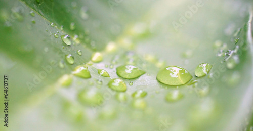 Rain drops on green leaf, Nature background after raining