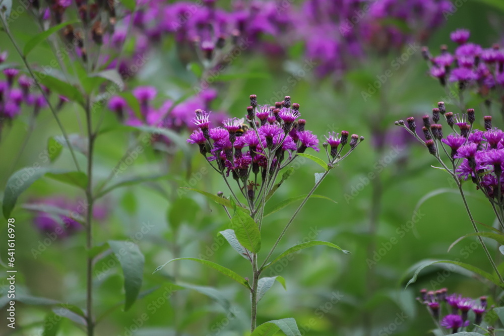 Obraz premium Vernonia crinita. Violet flower in the garden.
