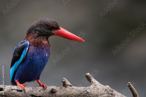 A Javan kingfisher is perched by observing the surrounding environment to hunt and look for prey to eat