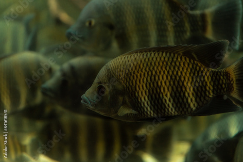 The convict cichlid, Amatitlania nigrofasciata, is fish species from the family photo