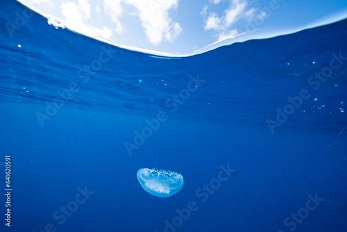 ボニンブルーの海を漂うミズクラゲ　小笠原