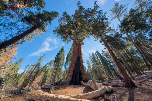 Grizzly Giant Sequoia in Yosemite National Park