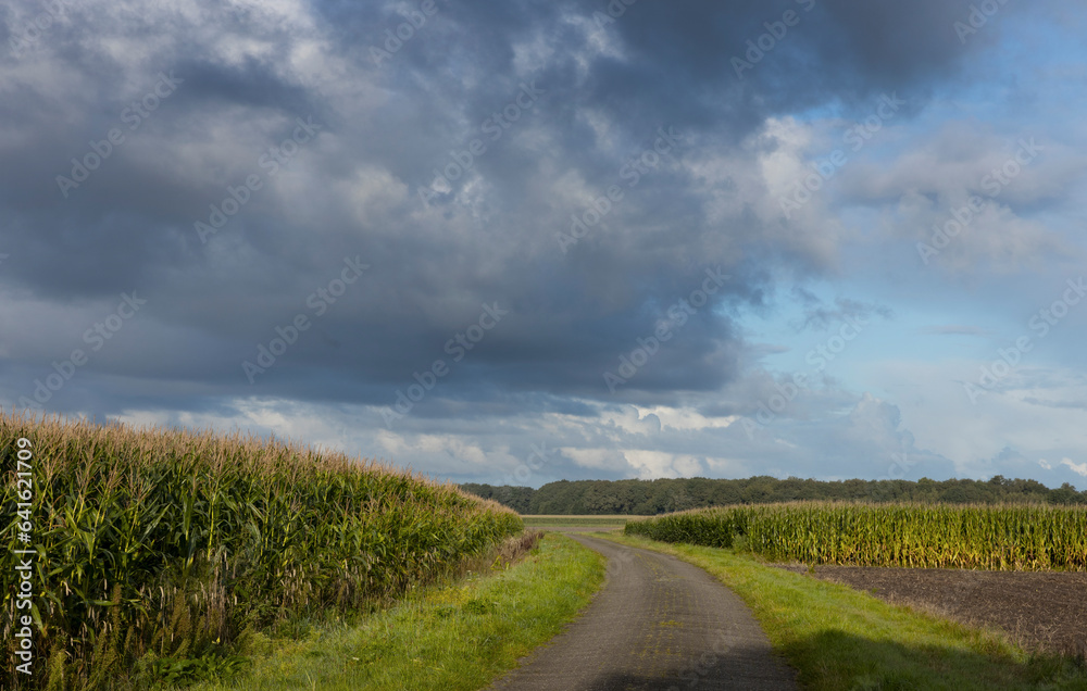 Countryroad and corn fields. Countryside. Uffelter Es. Drenthe. Netherlands. 