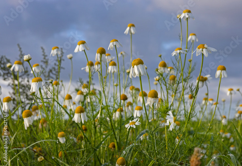 Daisies in the field at Uffelter Es. Drenthe. Netherlands. Flowers.