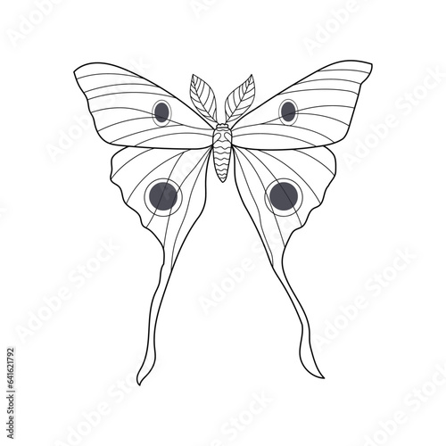 Luna Moth vector illustration, Moth vector graphic