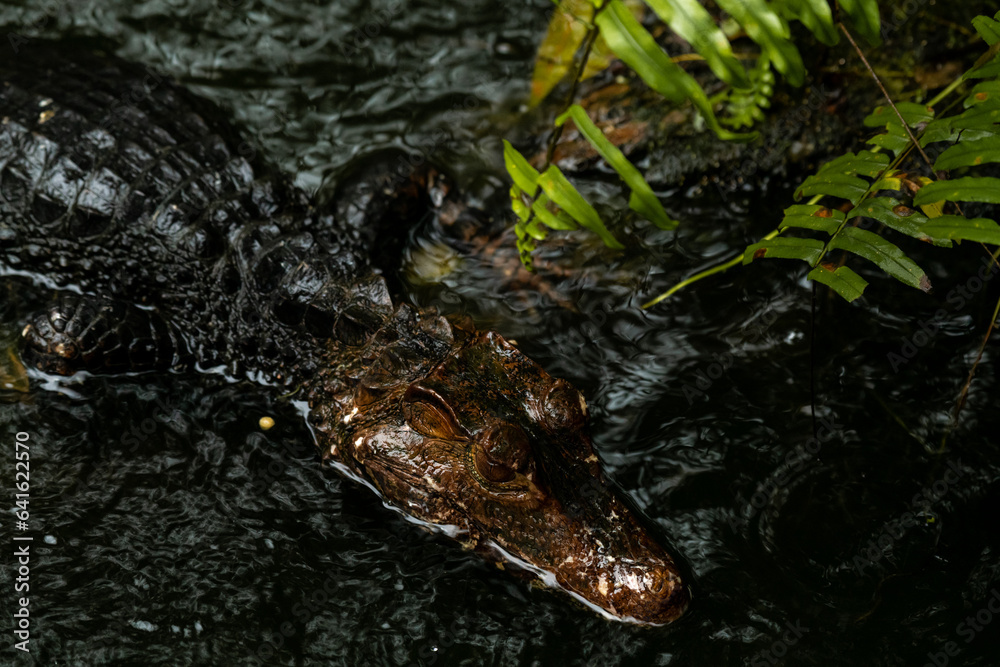 Obraz premium Portrait view of a Spectacled Caiman Caiman crocodilus with its head above water