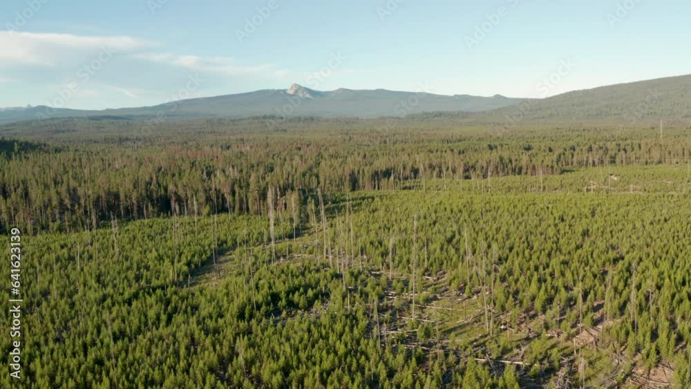 Aerial shot over patch of regrowing forest after a fire or logging Aerial shot over patch of regrowing forest after a fire or logging