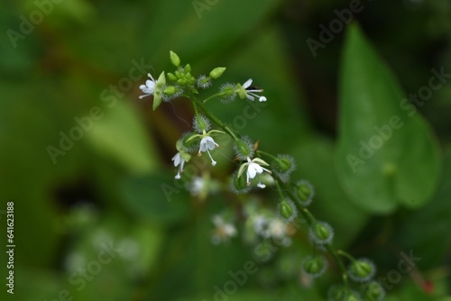 Circaea mollis flowers. Onagraceae pernnial plants. It has underground rhizomes and grows in wetlands. It produces small white flowers from August to September, and the fruit is hairy. photo