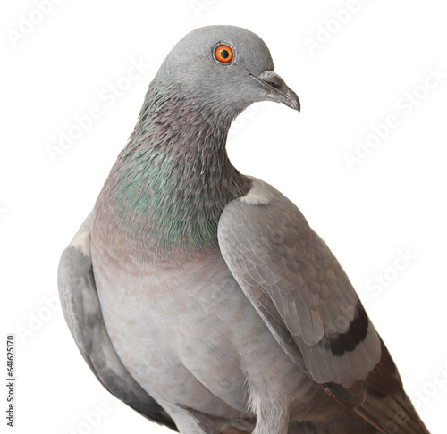 pigeon isolated