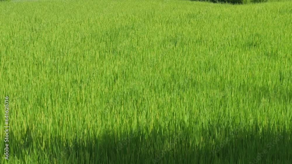 The wide green rice fields are full of rice plants, and the wind is blowing and the rice is swaying. The wide green rice fields are full of rice plants, and the wind is blowing and the rice is swaying.
