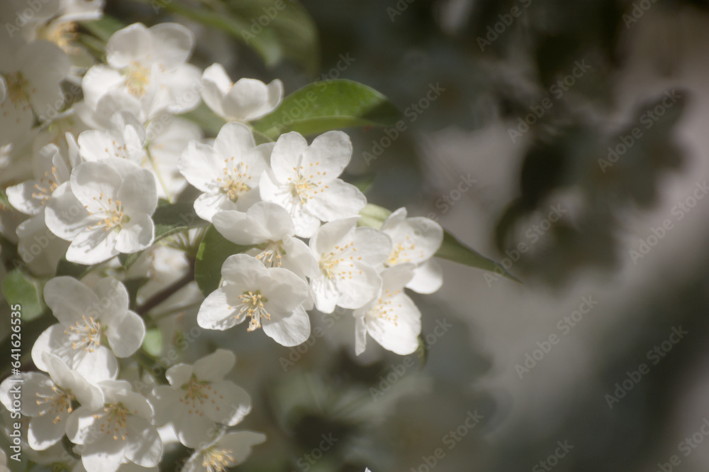 white flowers of a flowering tree in summer