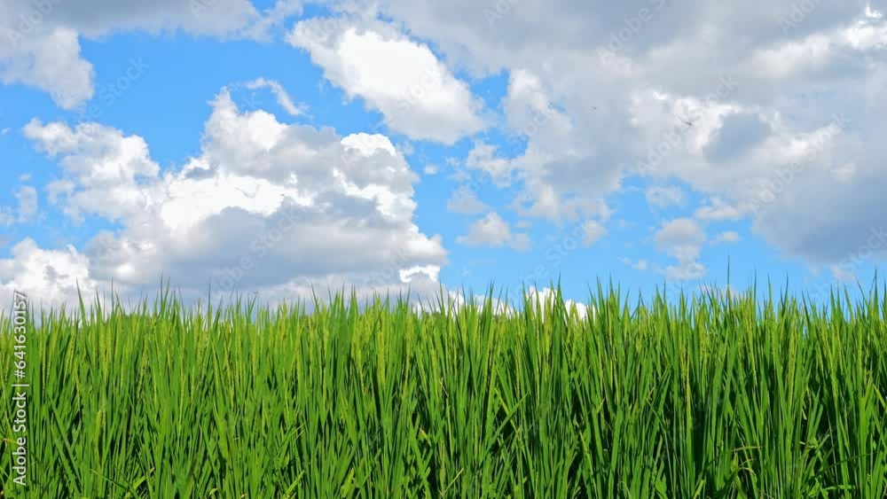 Rice field with blue sky in the background