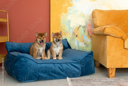 Two shiba inu puppies sit on a blue upholstered chair in the living room