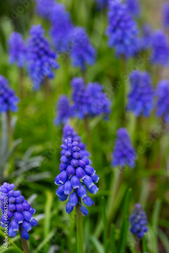 Flowering Grape hyacinths (Muscari botryoides); only one in focus