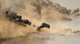 Wildebeest Migration in , Kenya