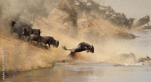 Wildebeest Migration in , Kenya photo