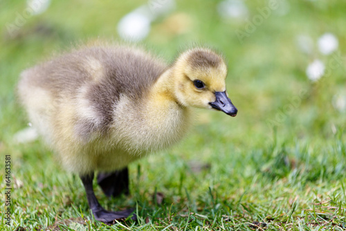 Young canadian goose on grass field © rninov