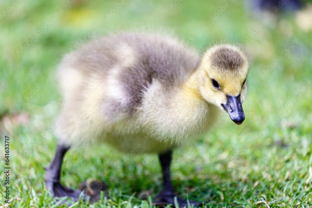 Young canadian goose on grass field