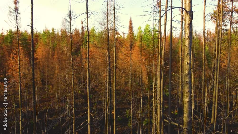 Desolated Nature Scenery After Forest Fire With Dried Dead Trees. Aerial Drone Shot Desolated Nature Scenery After Forest Fire With Dried Dead Trees. Aerial Drone Shot