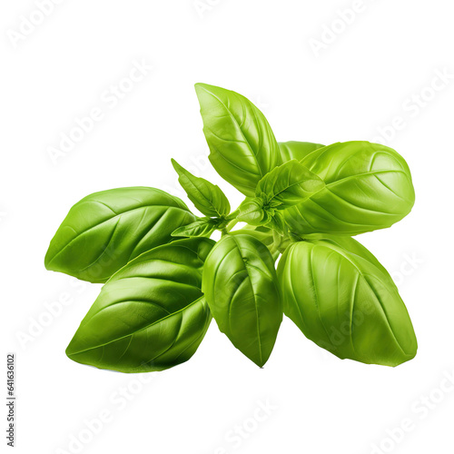 Basil leaves