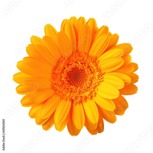 Calendula