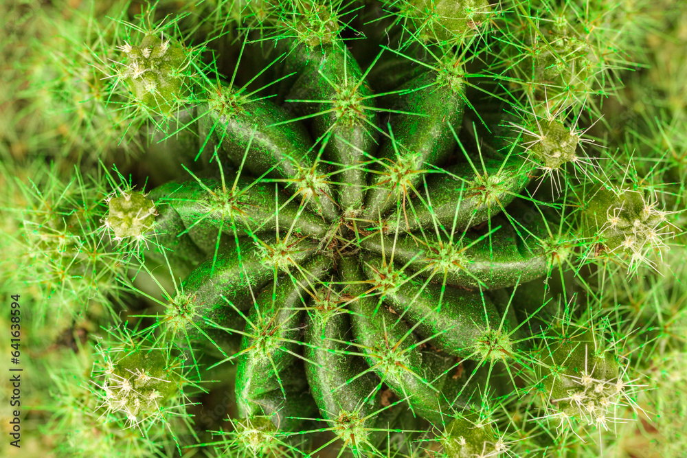 Surface cactus structure Surface cactus structure